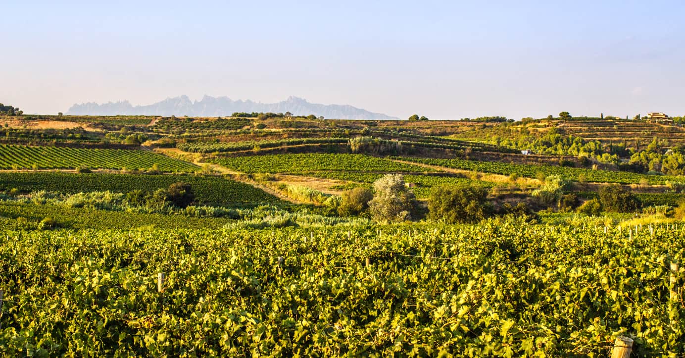 Vinyes Gramona