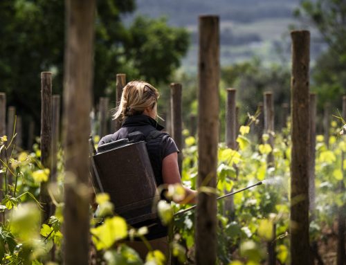 L’IMPULS VITAL DE LA BIODINÀMICA AL PENEDÈS