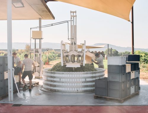 L’EXPRESSIÓ DEL TERRER, LA SINGULARITAT DE CADA VINYA